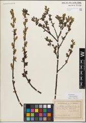 Foto von Salix myrsinifolia Salisb.
